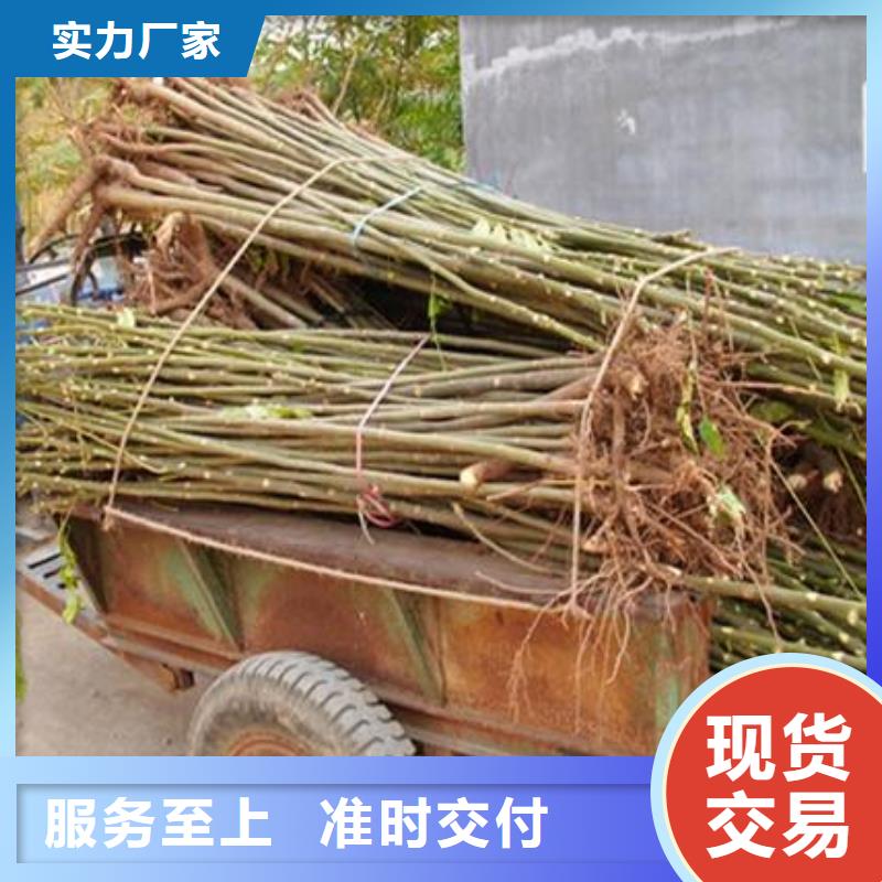 【香椿苗】山楂苗货源直供