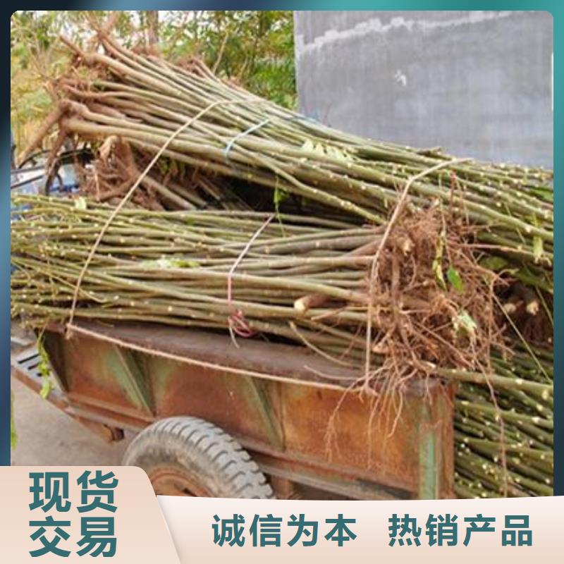 【香椿苗】梨树苗让利客户