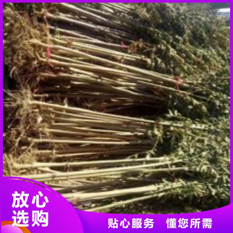 【香椿苗】梨树苗匠心打造