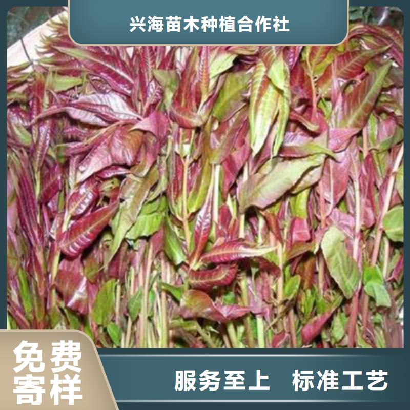 香椿苗,梨树苗以质量求生存
