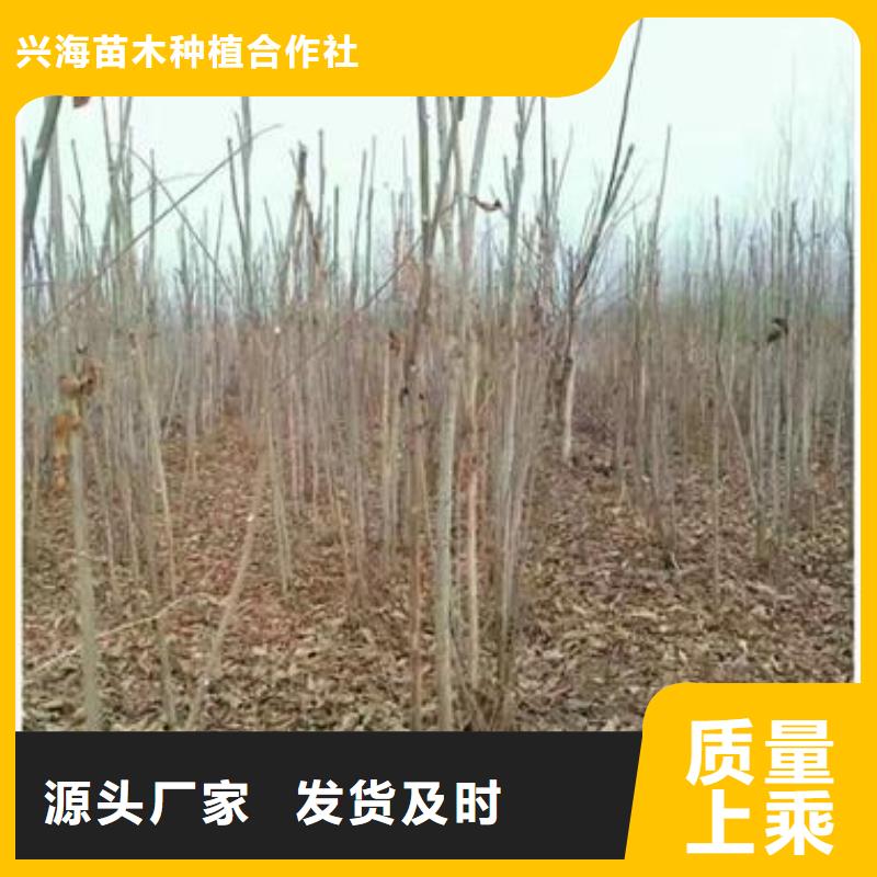香椿苗山楂苗安装简单