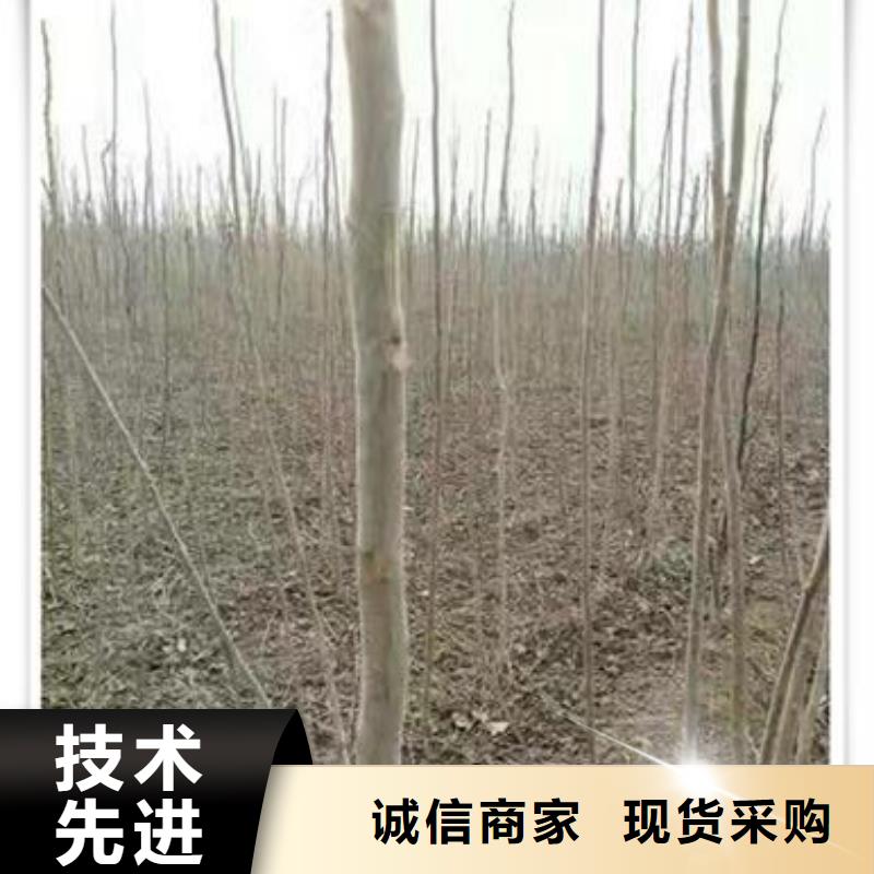 【香椿苗】梨树苗匠心打造