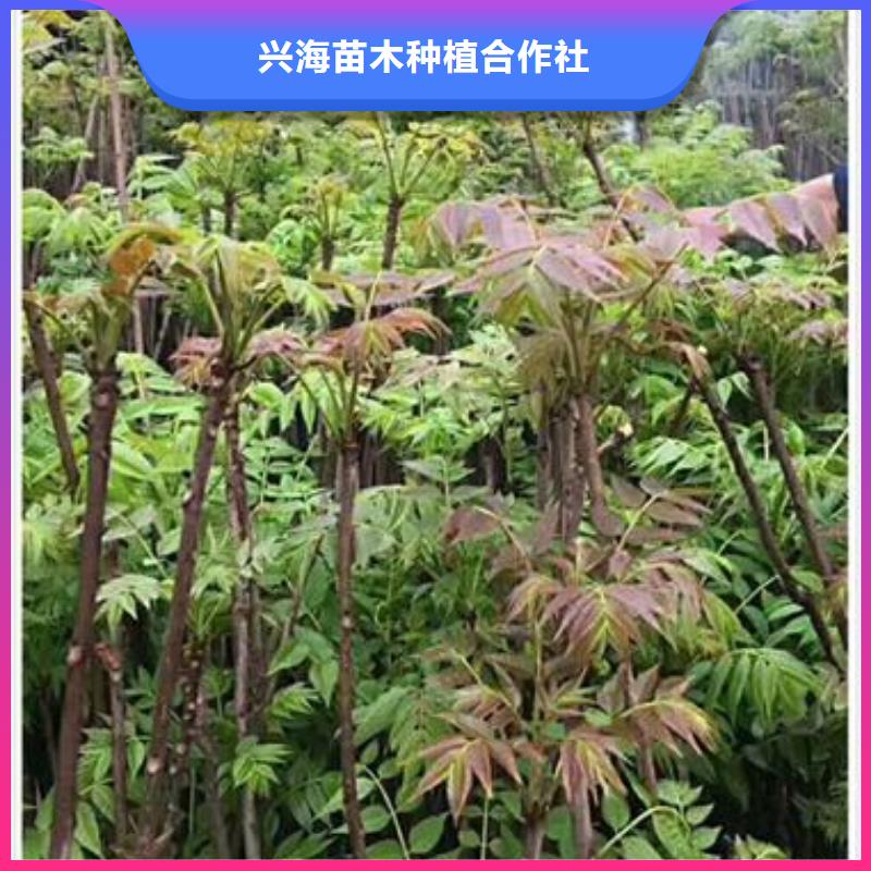 香椿苗板栗苗适用场景