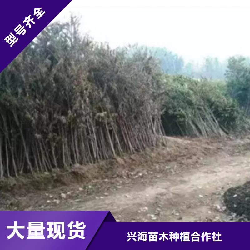 香椿苗,梨树苗以质量求生存