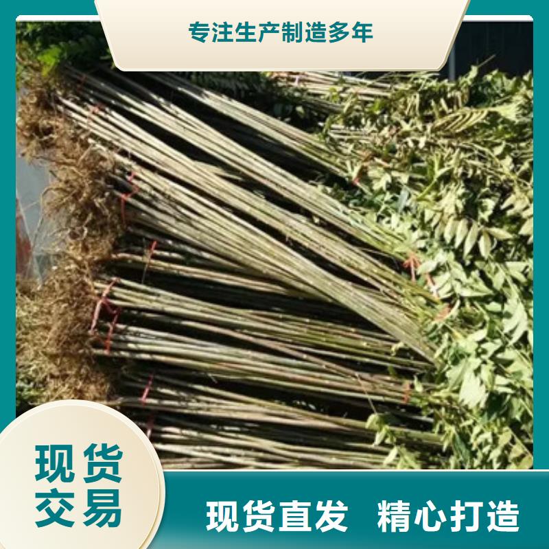 香椿苗板栗苗适用场景