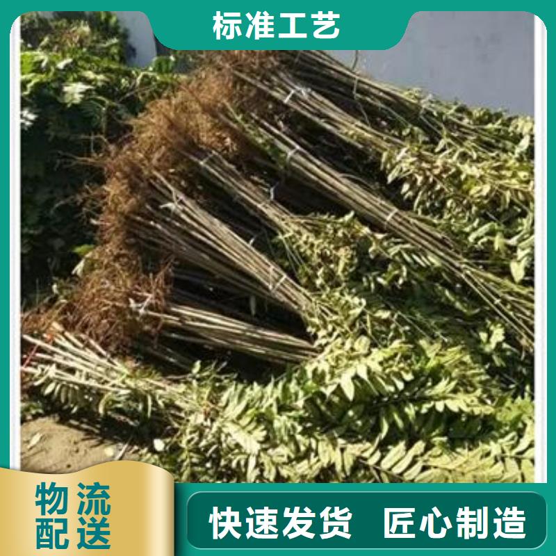 香椿苗板栗苗适用场景