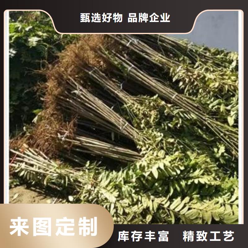 香椿苗,梨树苗以质量求生存