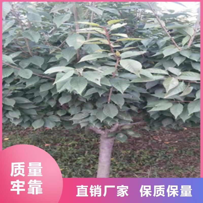 【樱花占地果树一站式供应】