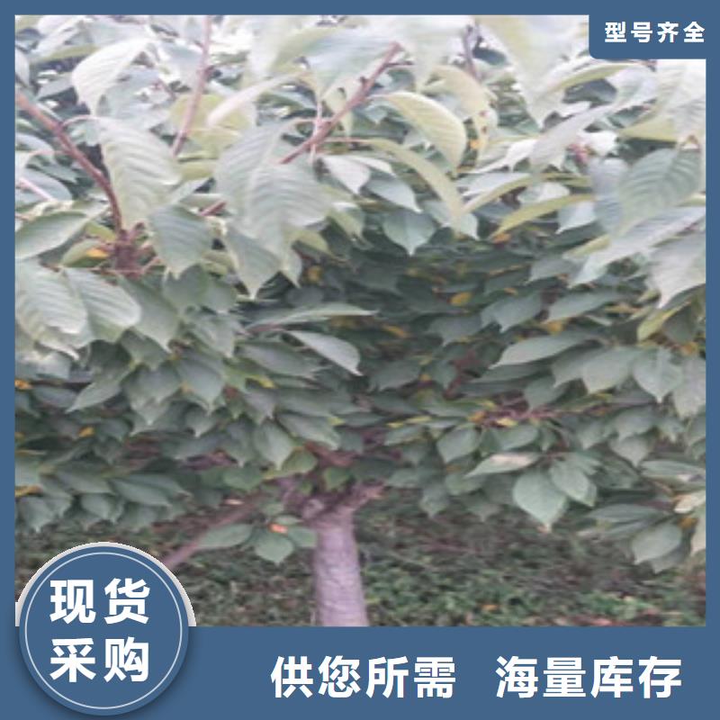 樱花,占地果树厂家工艺先进