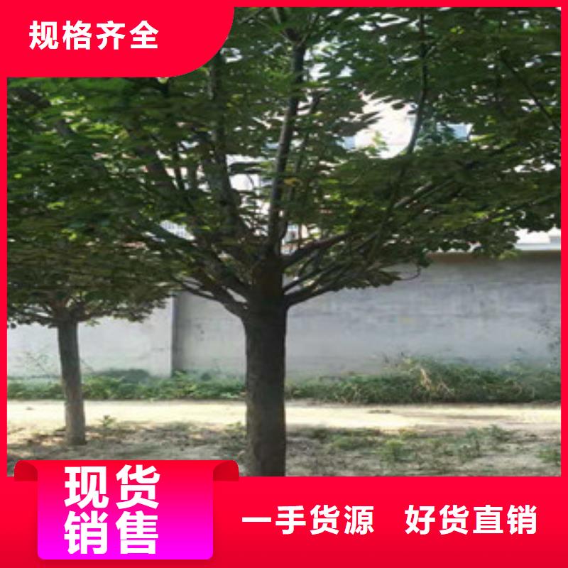 樱花,【碧桃】厂家采购