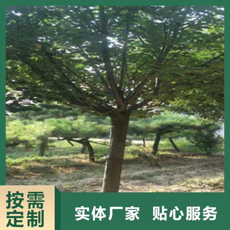 樱花_国槐的简单介绍