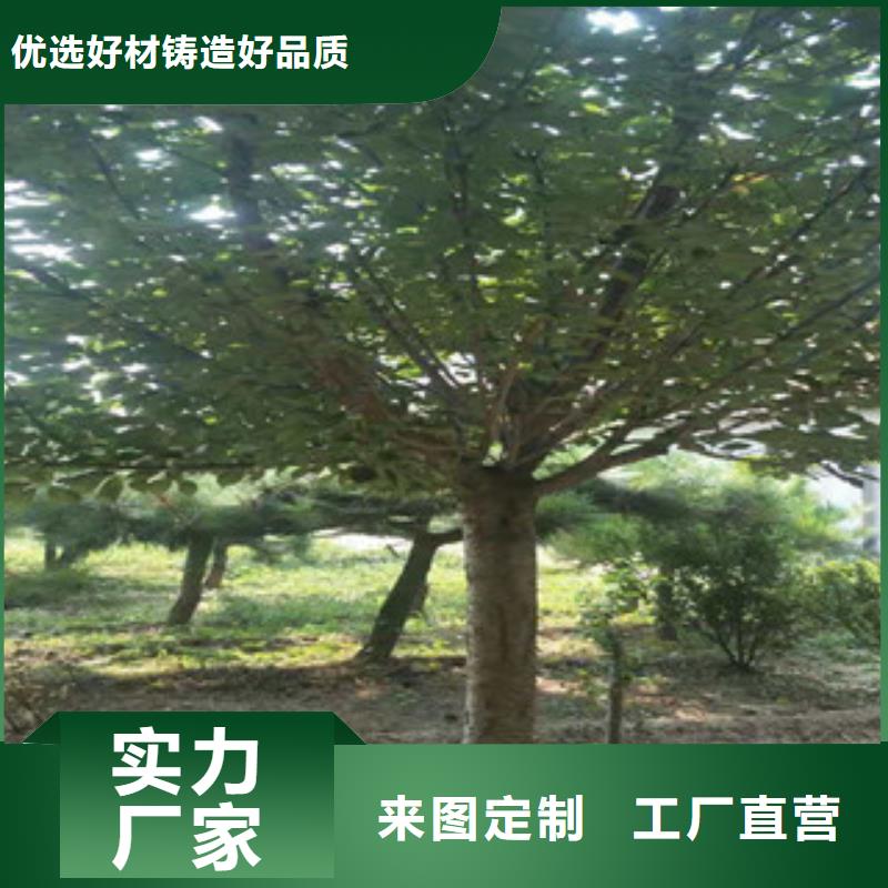 樱花蓝莓苗大量现货供应