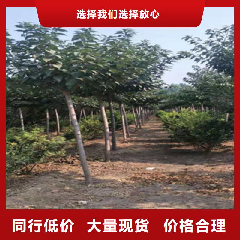 樱花国槐品质无所畏惧