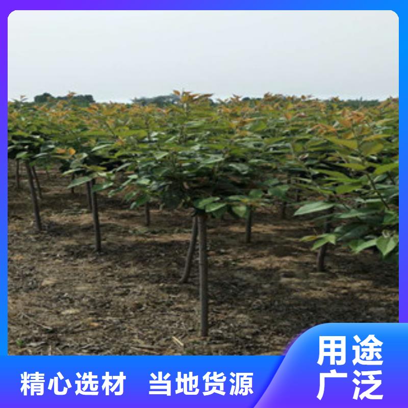 【樱花】,占地果树好货采购