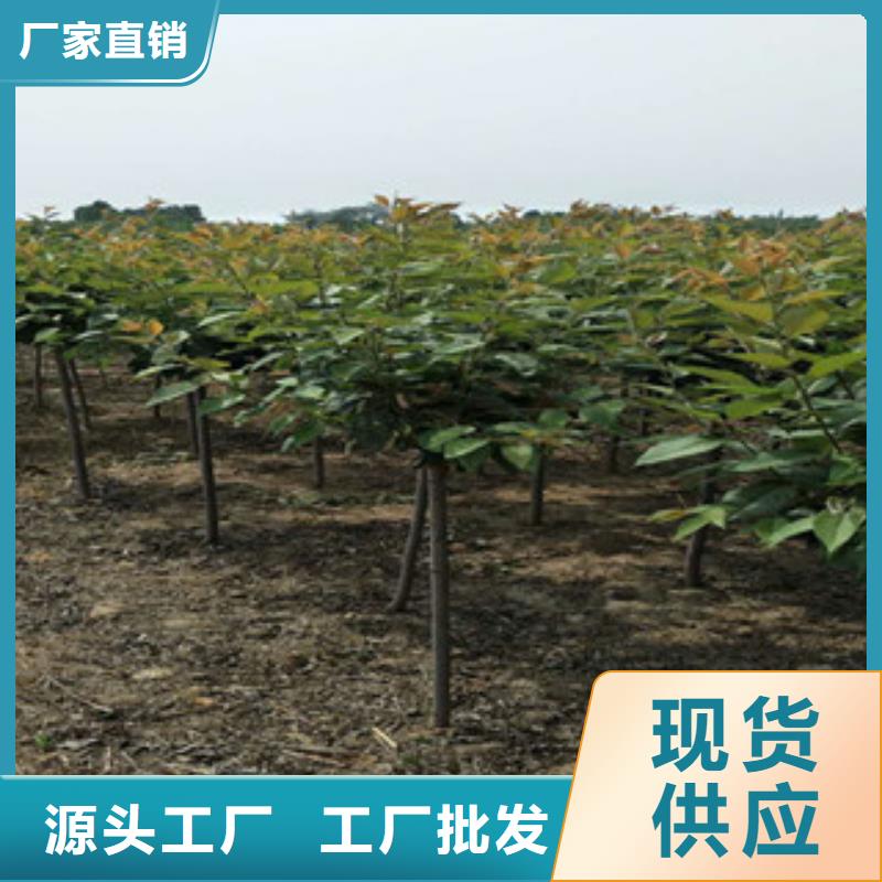 樱花钙果苗源头厂家经验丰富