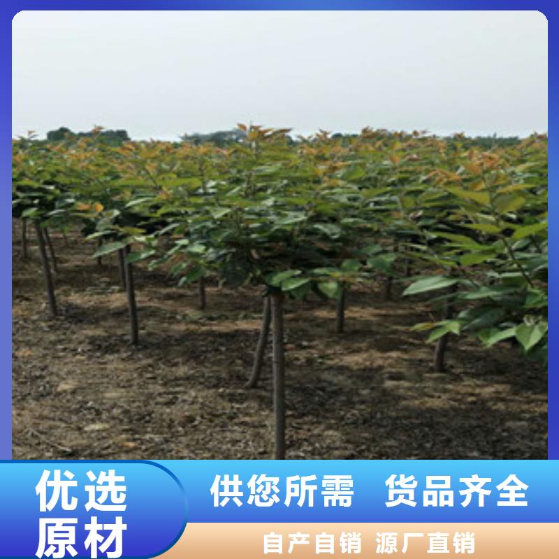 樱花,占地果树厂家工艺先进