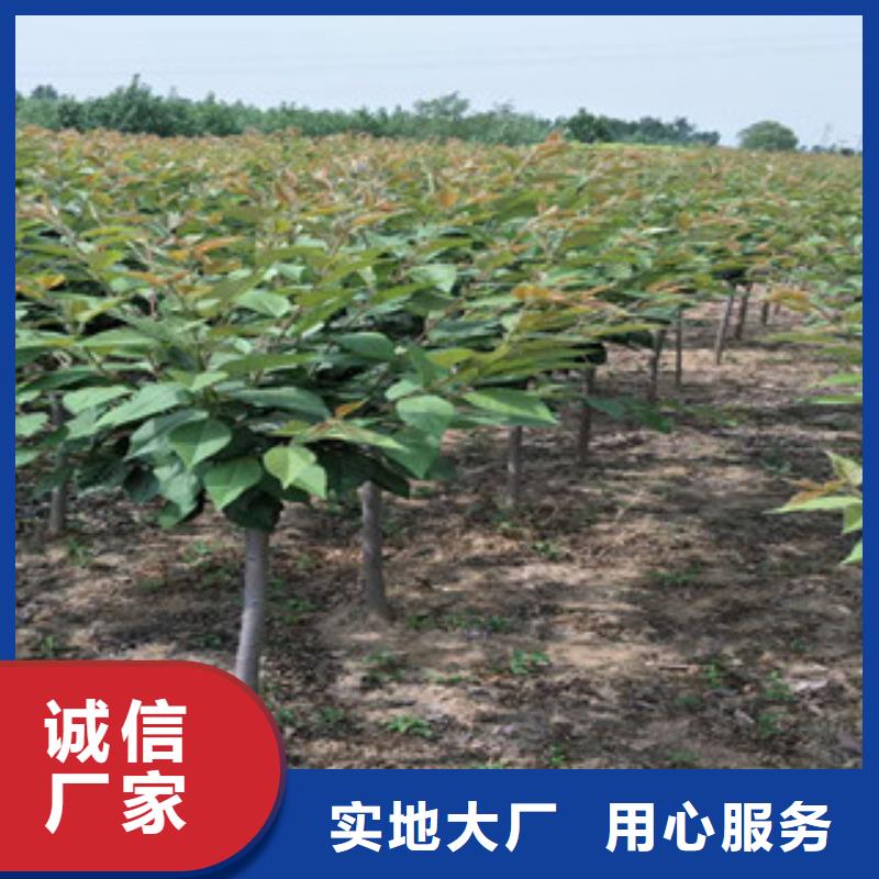樱花_国槐的简单介绍