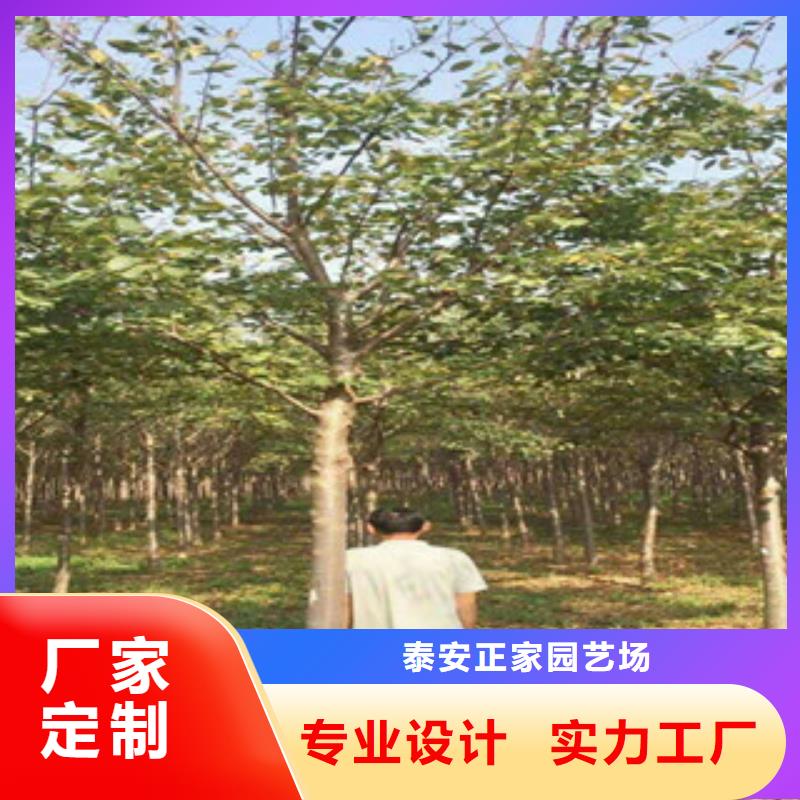 【樱花】,占地果树好货采购