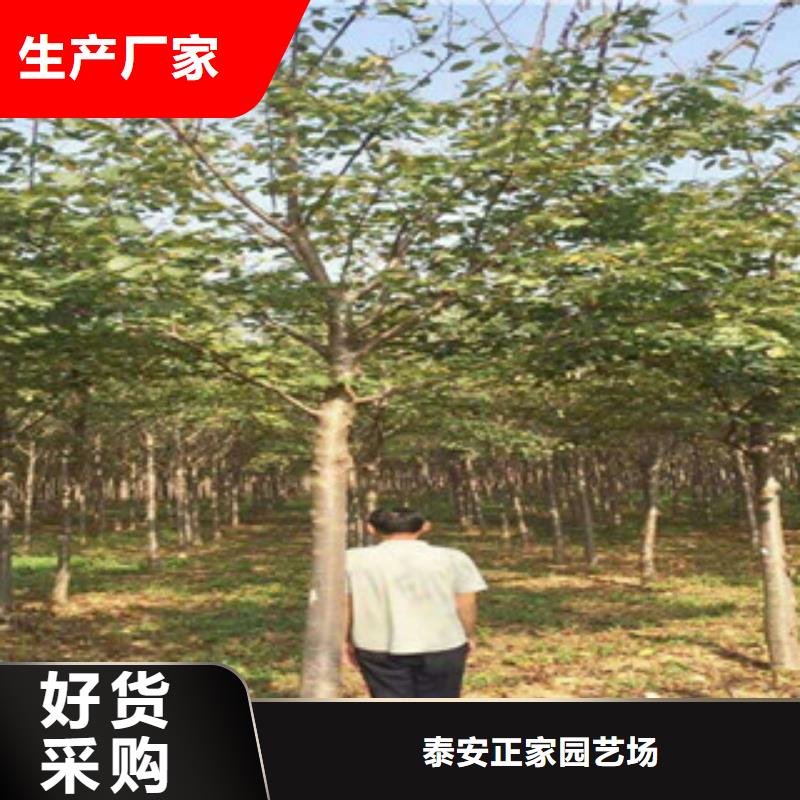 樱花绿化树绿化工程为您提供一站式采购服务