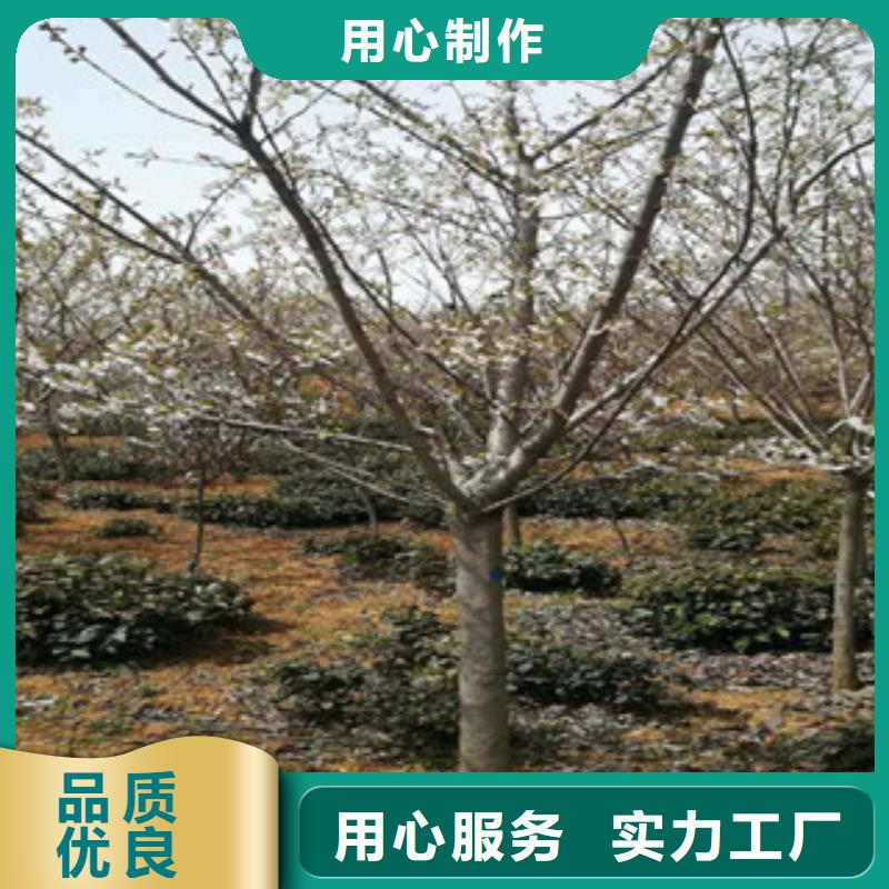 樱花国槐品质无所畏惧