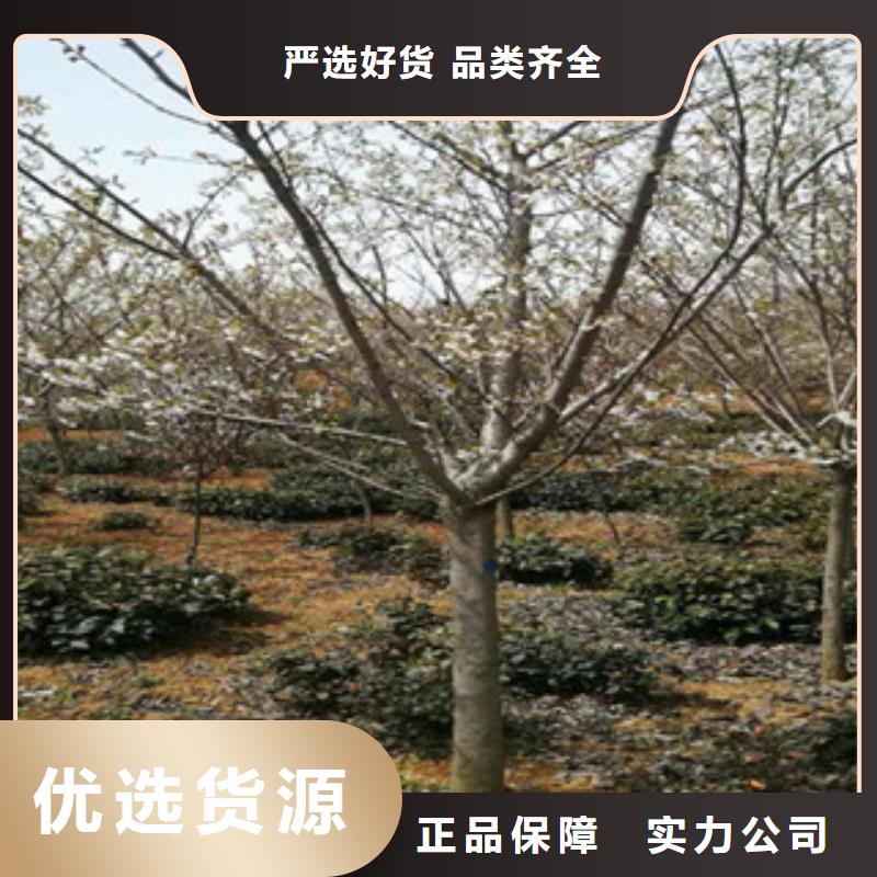 樱花,占地果树厂家工艺先进