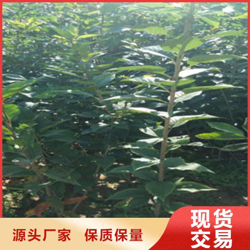 樱花,【碧桃】厂家采购