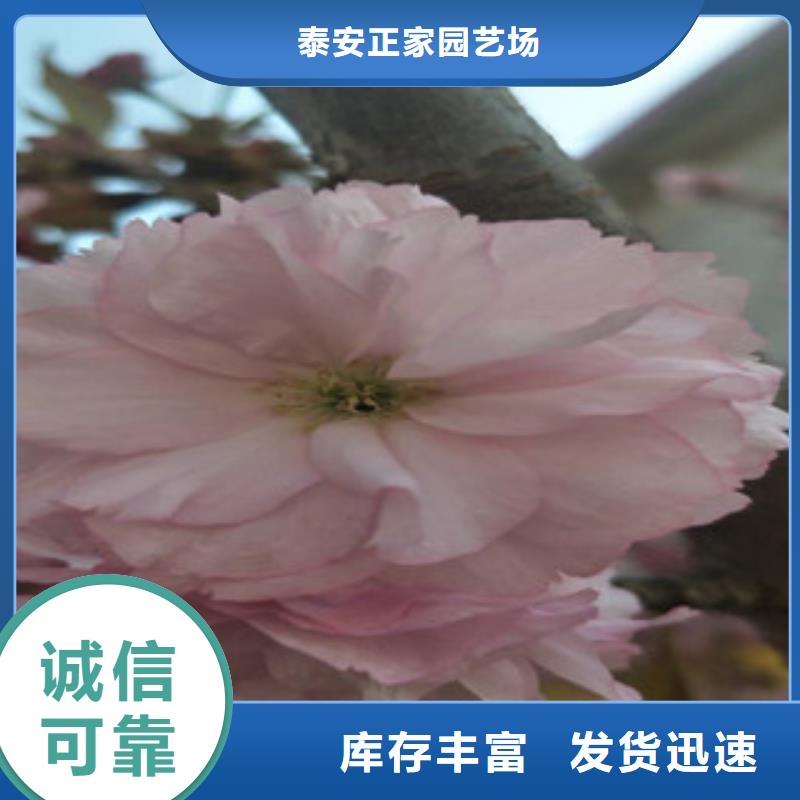 樱花钙果苗源头厂家经验丰富