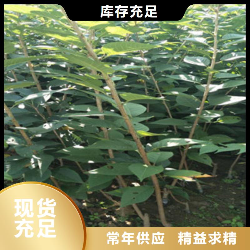 樱花国槐品质无所畏惧