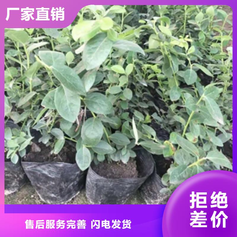 【蓝莓苗-绿化树绿化工程满足客户所需】