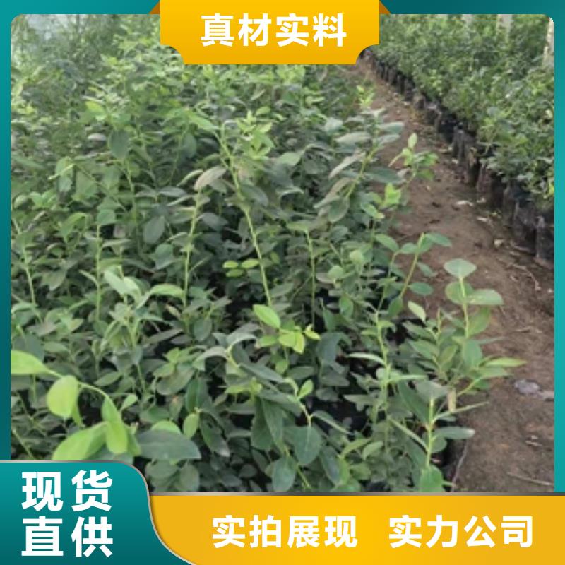 【蓝莓苗-绿化树绿化工程满足客户所需】
