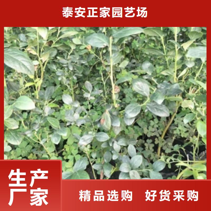 蓝莓苗原料层层筛选