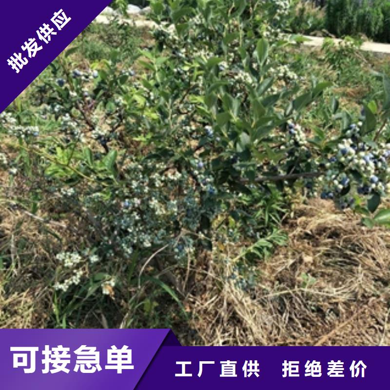 蓝莓苗国槐对质量负责