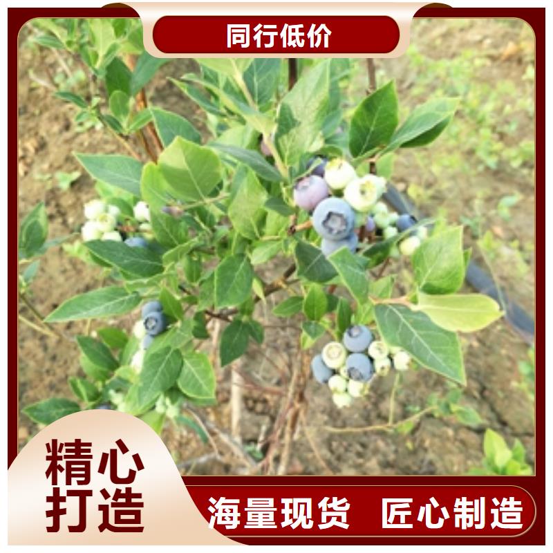 蓝莓苗国槐对质量负责