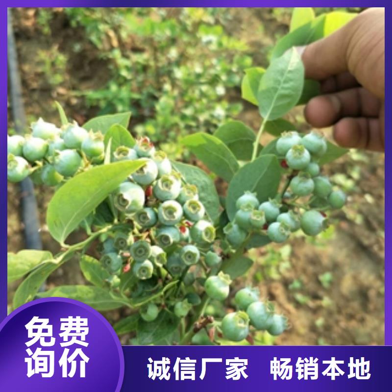 【蓝莓苗占地果树符合行业标准】