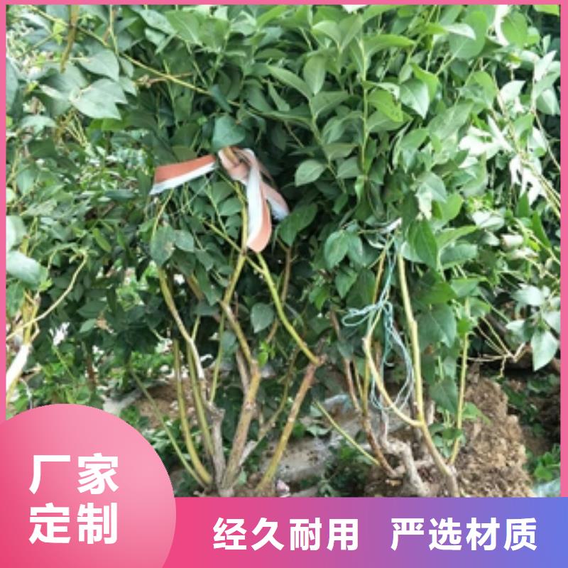 蓝莓苗国槐对质量负责