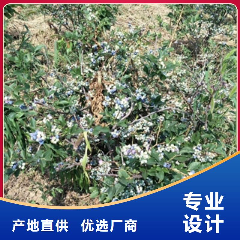 蓝莓苗国槐对质量负责
