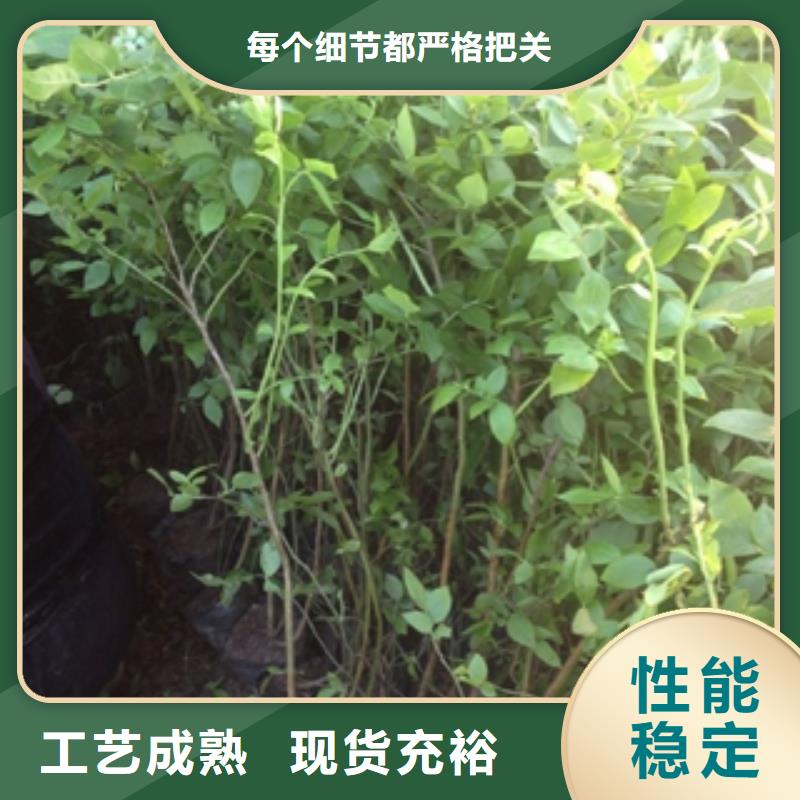 【蓝莓苗占地果树符合行业标准】