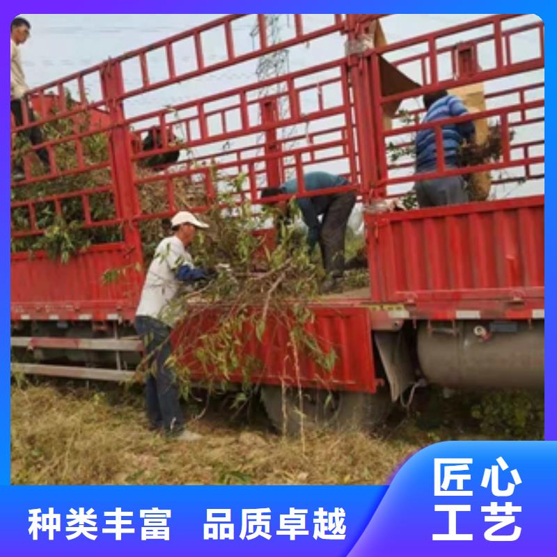 桃树_蓝莓苗技术先进