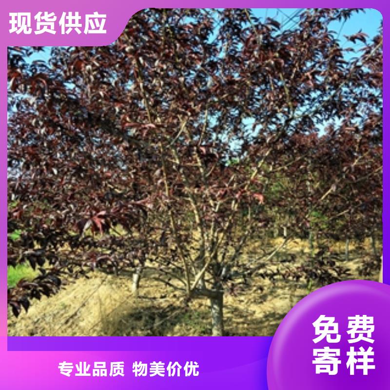 【桃树】泰山景松造型景松全品类现货