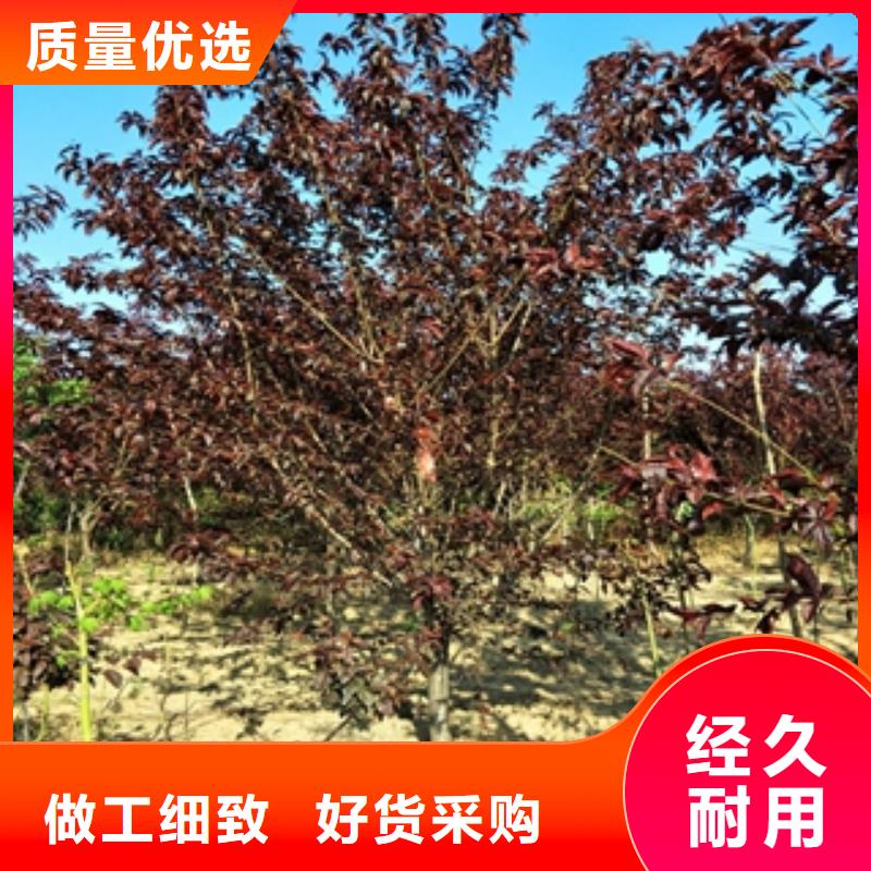 桃树-占地果树细节严格凸显品质