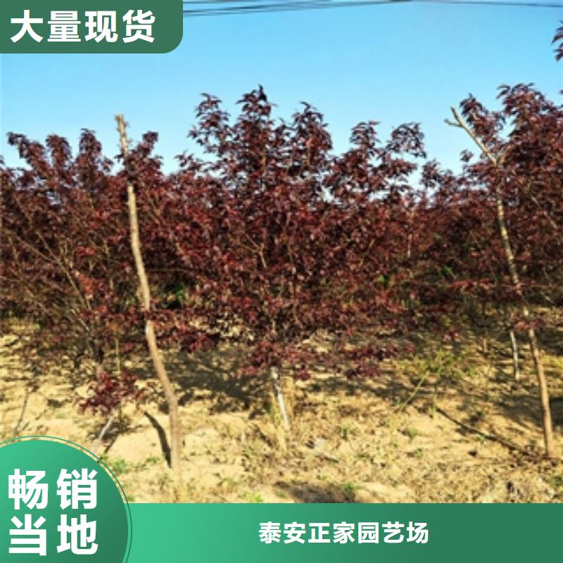 【桃树】泰山景松造型景松全品类现货