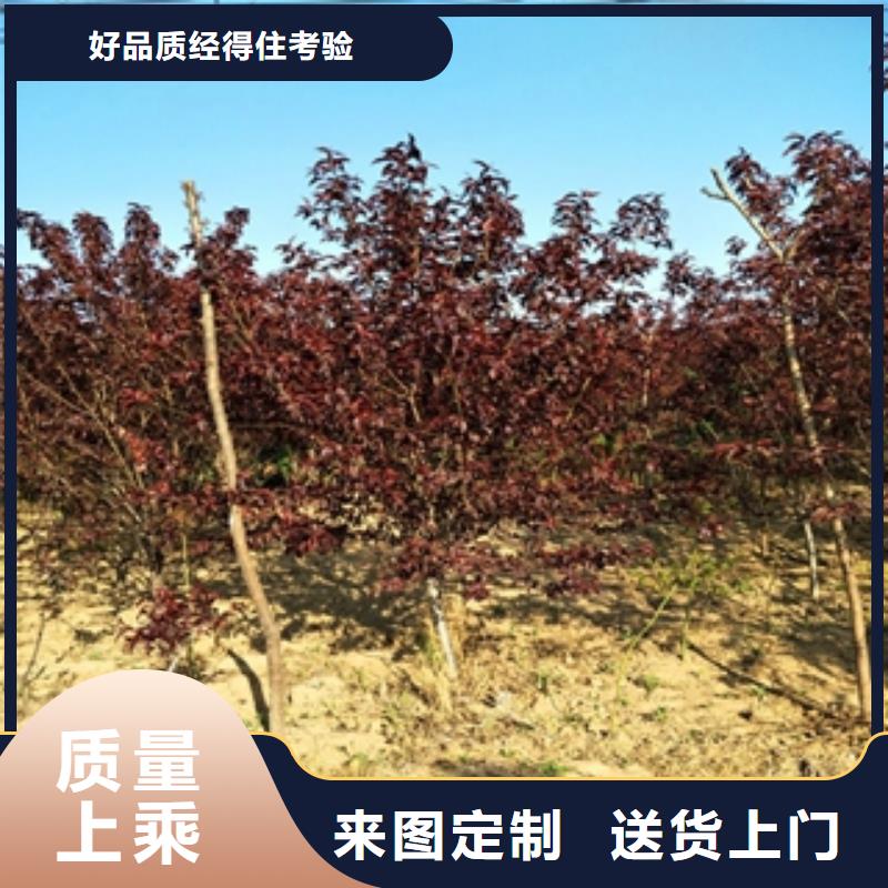 桃树国槐当日价格