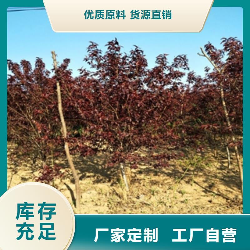 桃树占地果树支持拿样