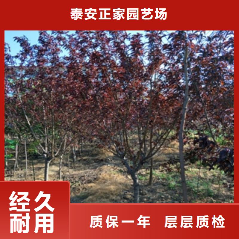 桃树占地果树支持拿样