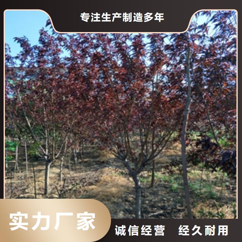 桃树国槐源头直供