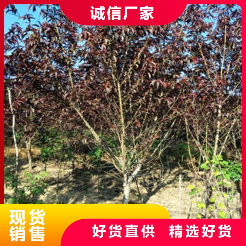 桃树国槐源头直供