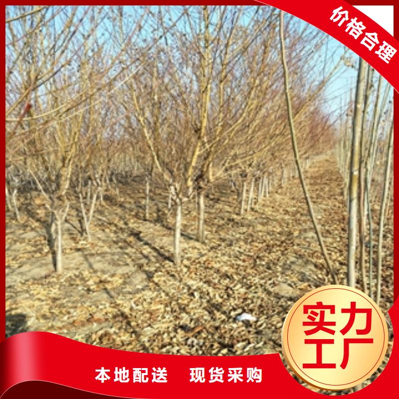 【桃树国槐厂家品控严格】