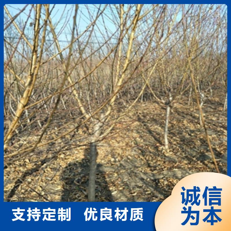 桃树钙果苗拒绝伪劣产品