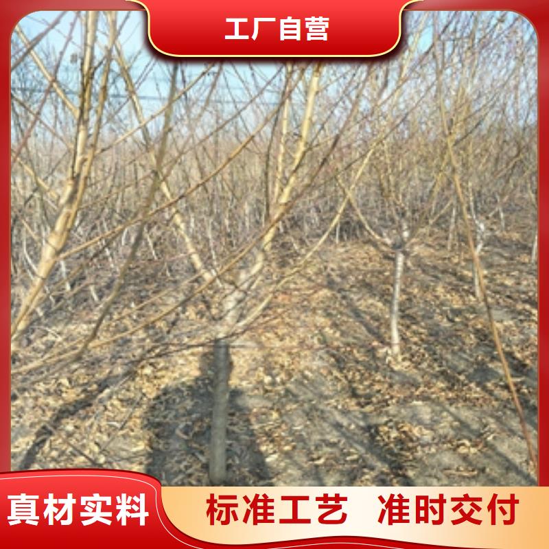 桃树国槐严选材质