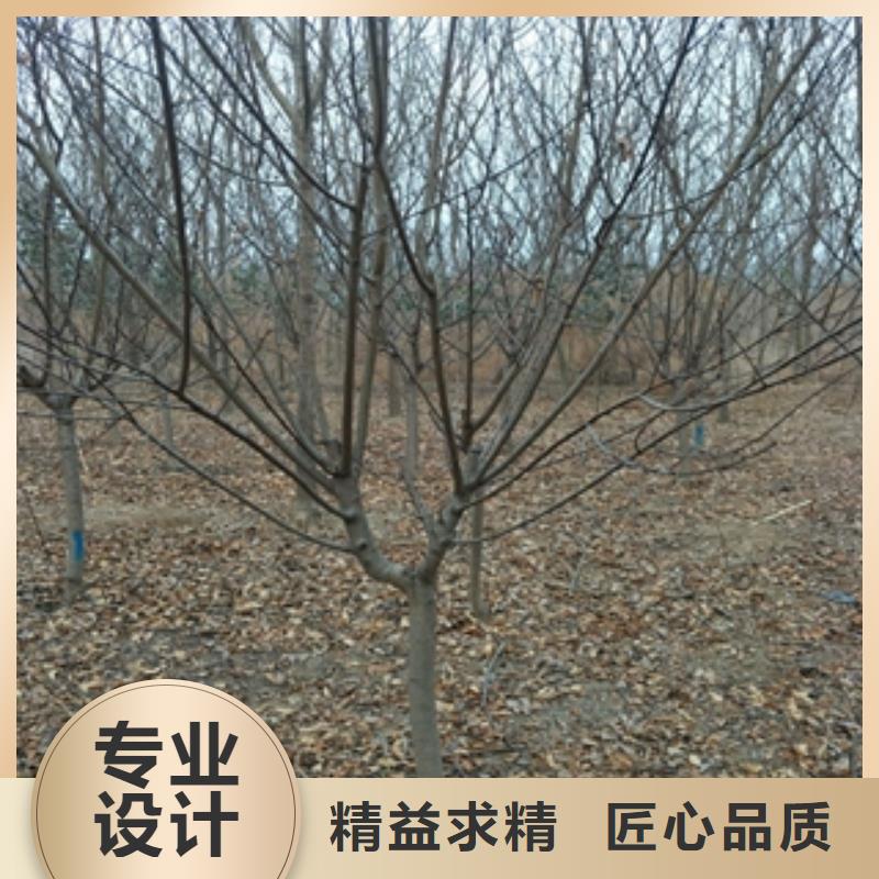 桃树-占地果树细节严格凸显品质